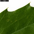SpeciesSub: 'Cantab' (M.japonica × M.siamensis)